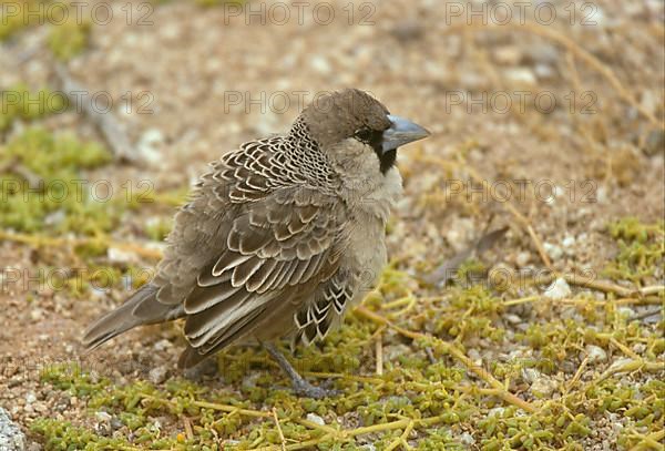 Sociable weaver