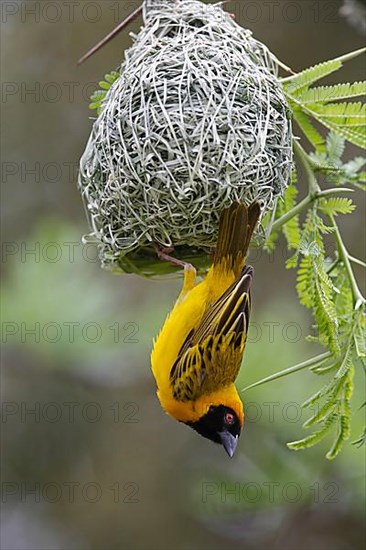 Southern masked weaver