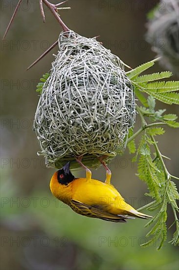 Southern masked weaver