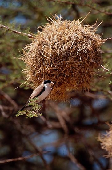 Black-capped Social Weaver