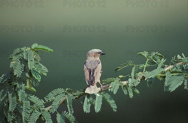 Grey-capped social weaver