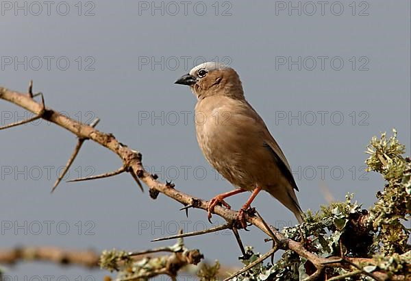 Grey-capped social weaver