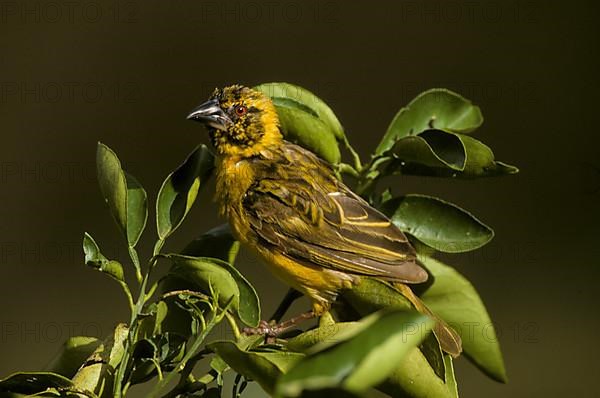 Village weaver