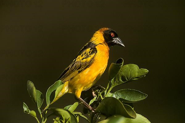 Village weaver