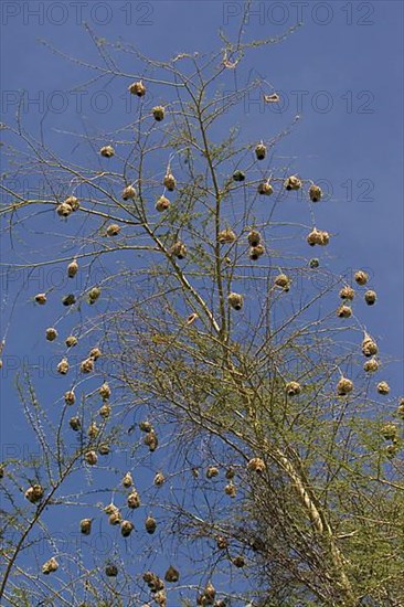 Speke's Weaver