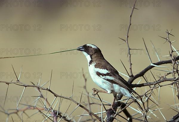 White-browed sparrow-weaver