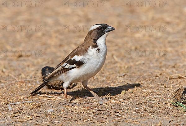 White-browed sparrow-weaver