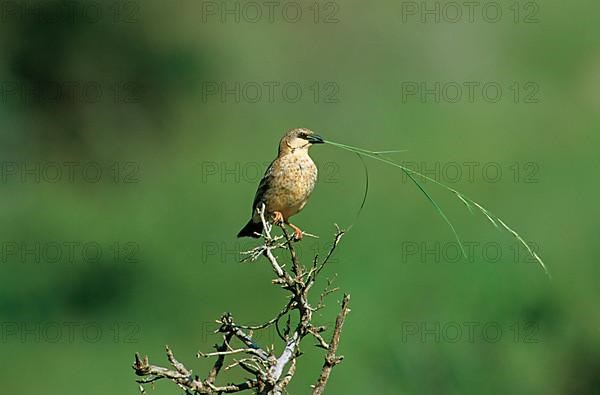 Donaldson-Smith's Sparrow- Weber