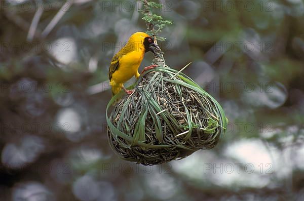 Richard's Weaver