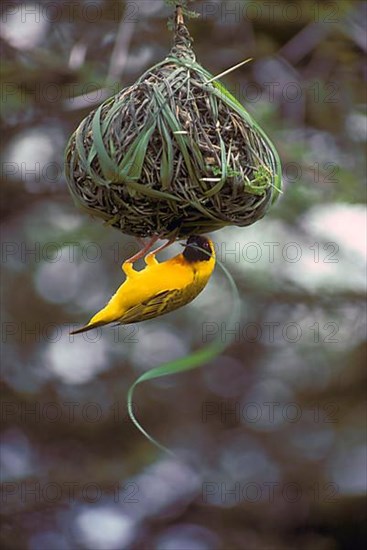 Reichard's Weaver