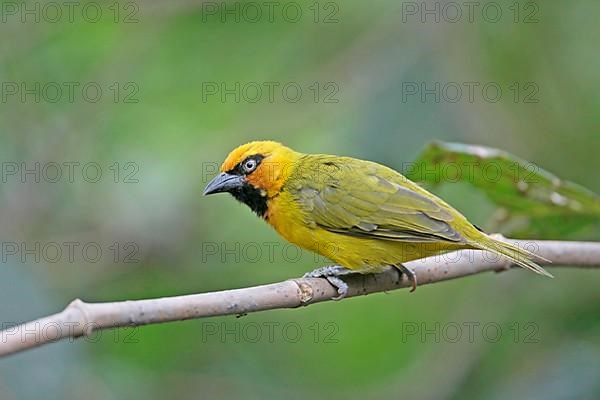 Black-necked Weaver
