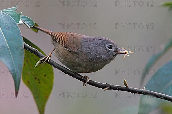 Grey-checked Fulvetta
