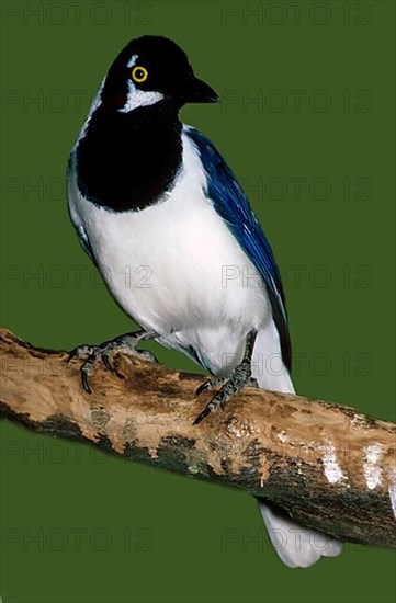 White-naped Jay