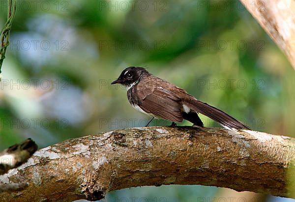 Malayan fantail