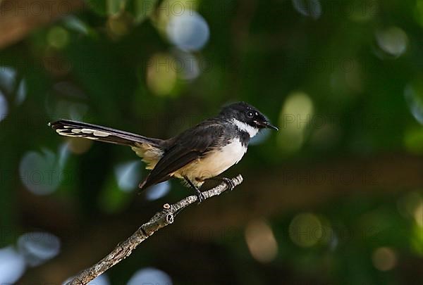 Malayan fantail