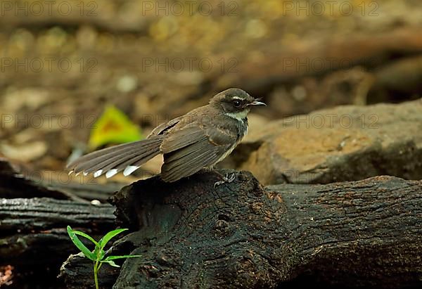 Malayan fantail