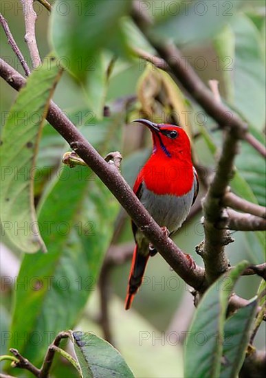 Temminck's Sunbird