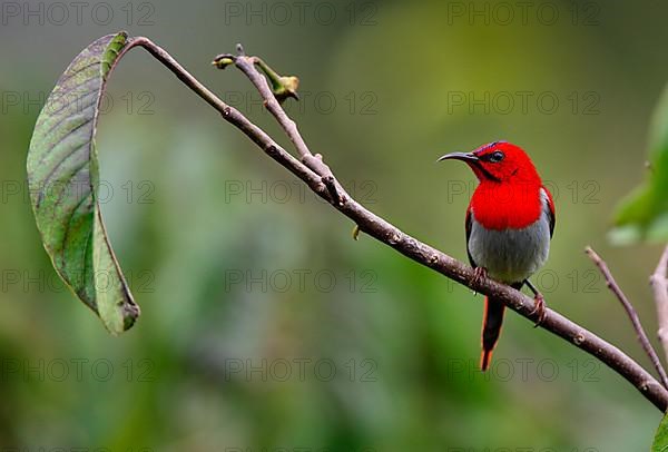 Temminck's Sunbird