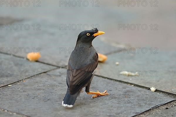 Javan Myna