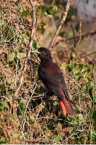 Maroon Oriole