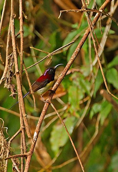 Black-throated Sunbird