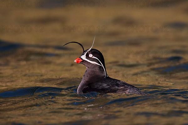 Whiskered Auklet