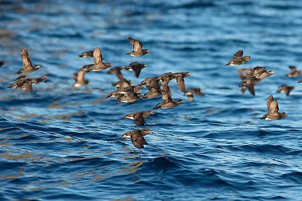 Whiskered Auklet