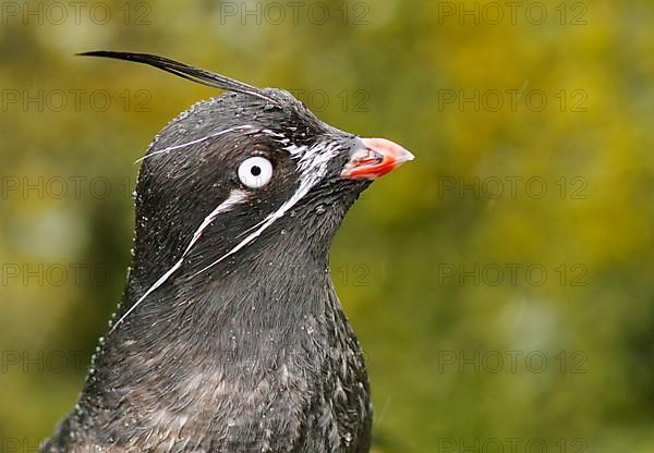 Whiskered Auklet