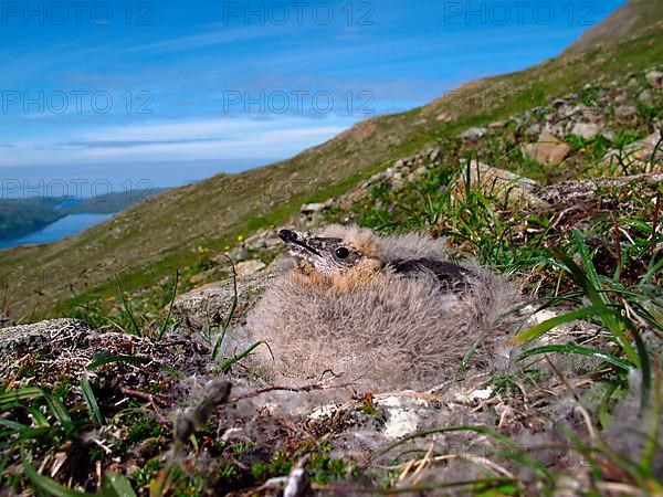 Kittlitz's Murrelet