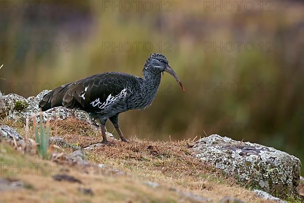 Wattled ibis