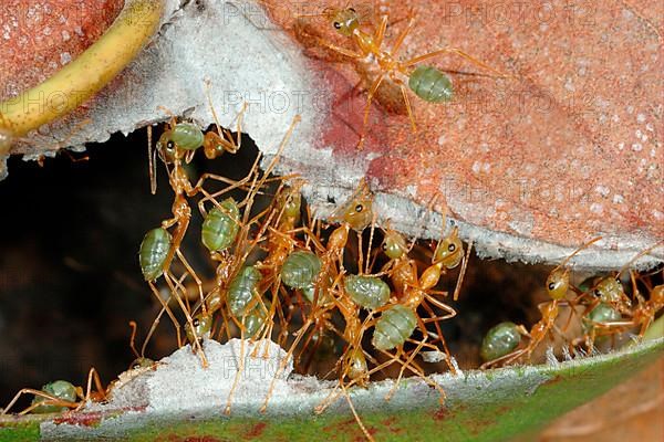 Asian weaver ant