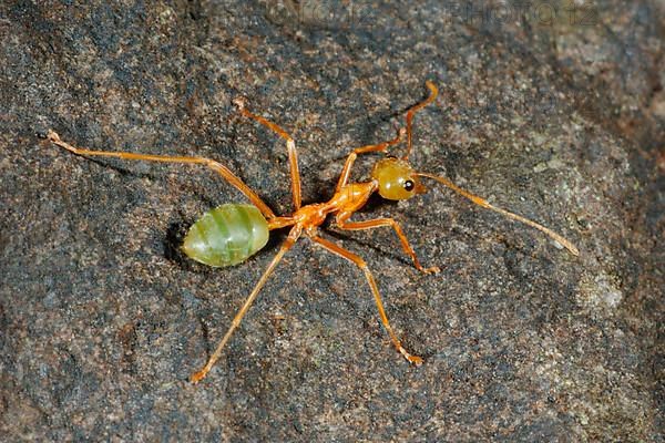 Asian Weaver Ant