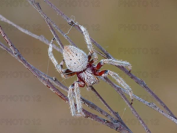 Garden orb spider