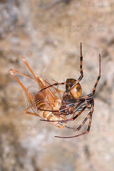 Cave wheel spider