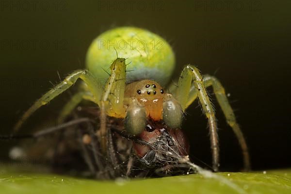 Pumpkin spider