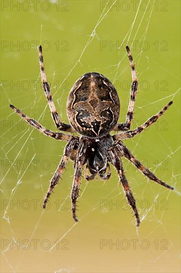 Reed wheel spider