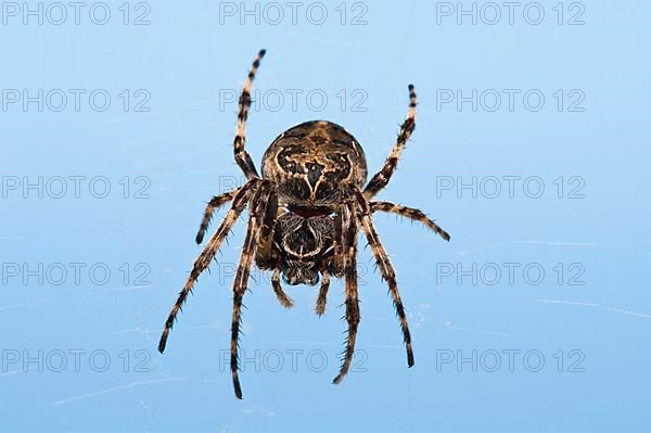 Reed wheel spider