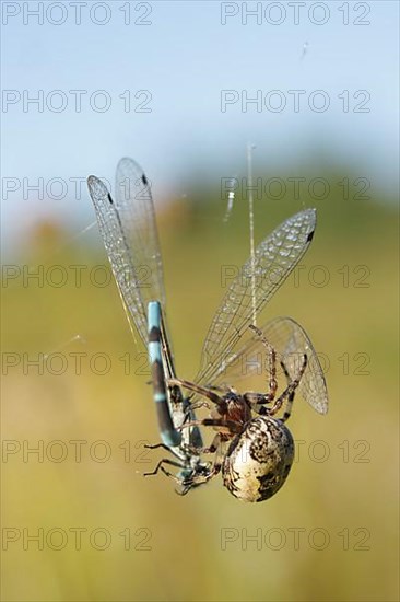 Reed wheel spider