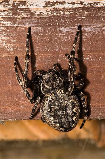 Walnut orb-weaver spider