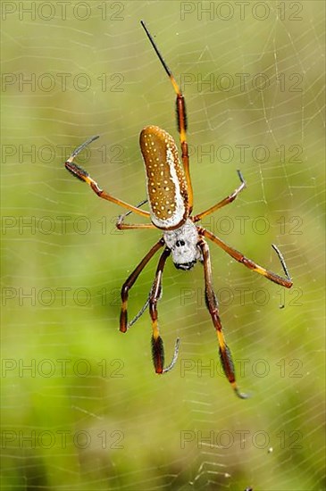 Golden silk spider