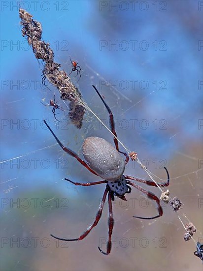 Silk spider