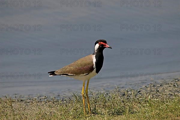 Red-wattled Lapwing