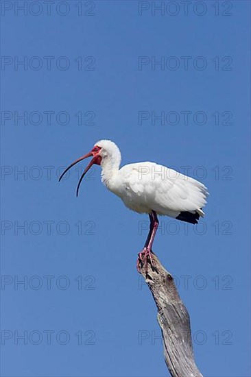 Adult White Ibis