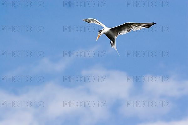 Royal Tern