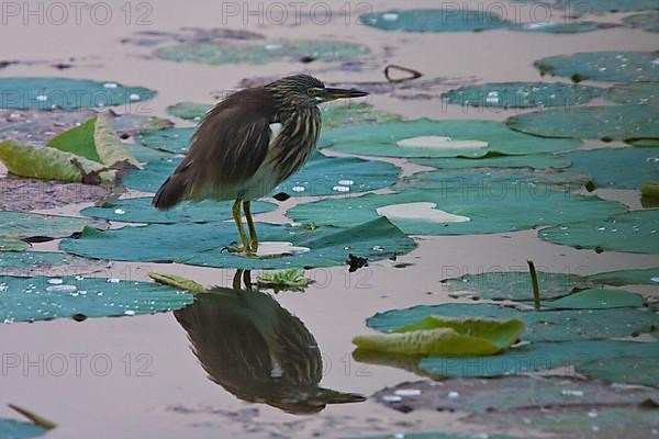 Indian pond heron standing on lily pads