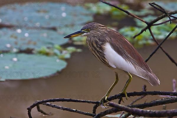 Paddy heron