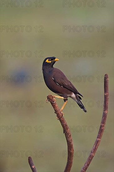 Shepherd's myna