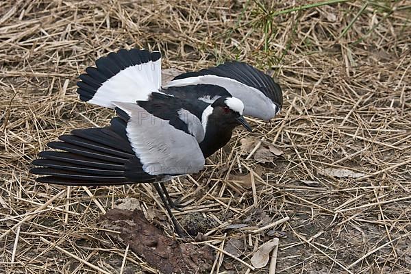 Blacksmith's Lapwing