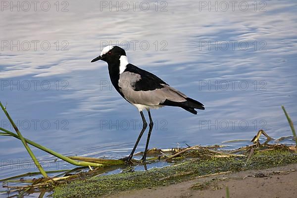 Blacksmith Lapwing