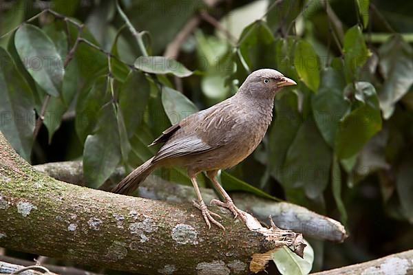 Yellow-billed Babbler